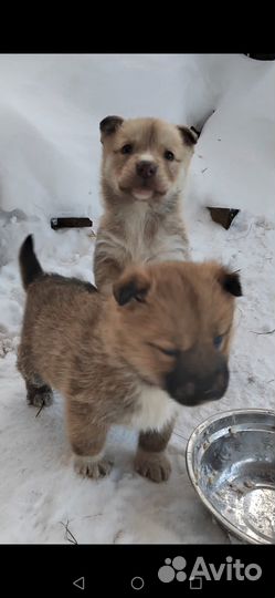 Маленькие щенки