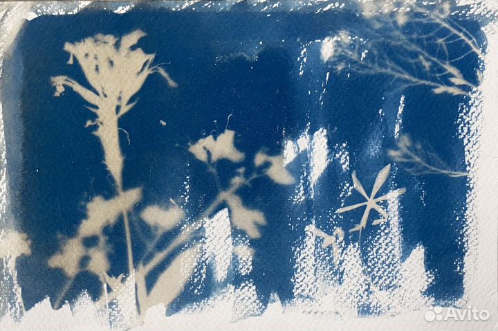 Открытки и постеры с цветами, цианотипия