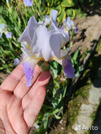 Ирисы крупные