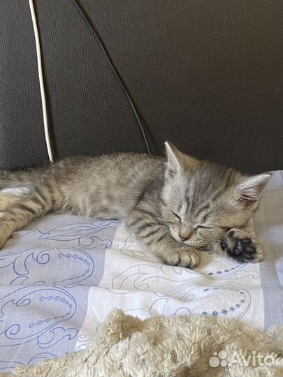 Котенок от кошки шиншилла