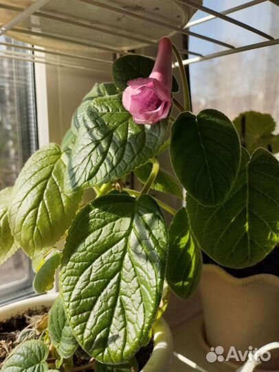 Тидея розовая