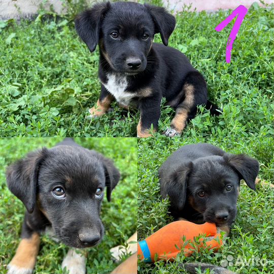 Щенки в добрые руки