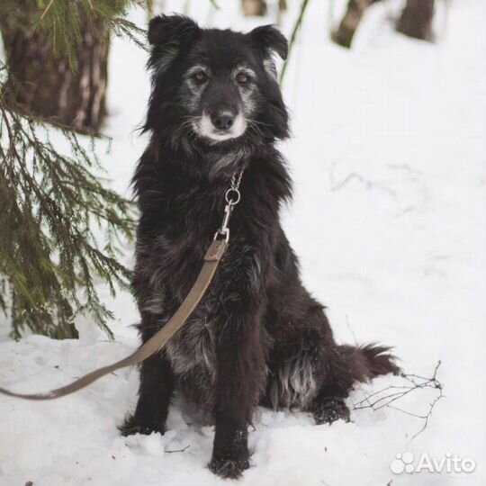 Пума всё еще в приюте