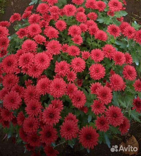 Хризантема Мультифлора, маточник