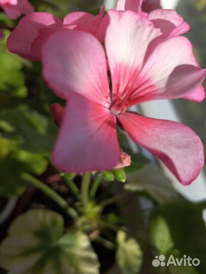 Пеларгония герань