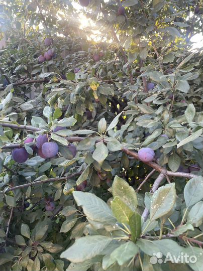 Саженцы сливы