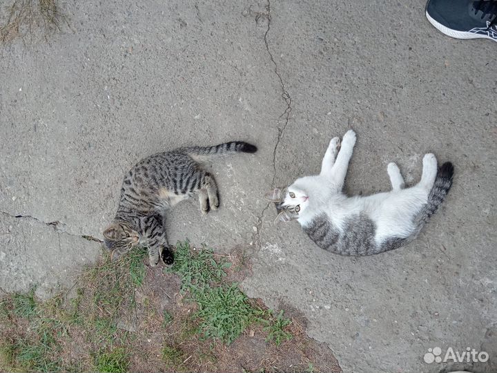 Кошка в дар бесплатно