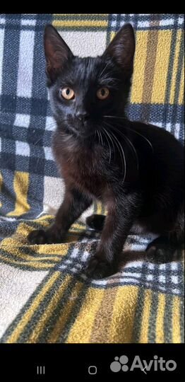 Кошка в дар