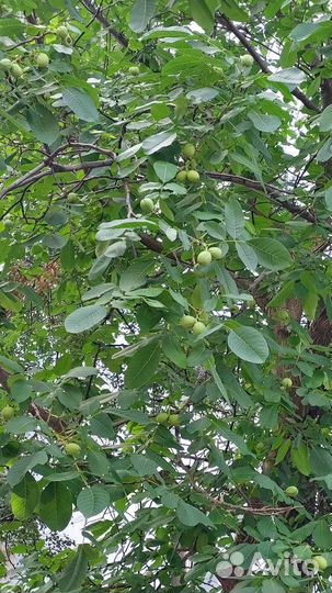 Грецкий орех, маньчжурский