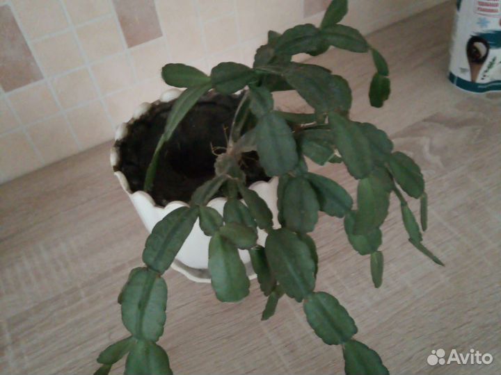 Рипсолидопсис