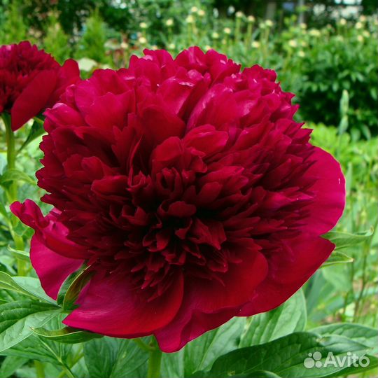 Пионы саженцы