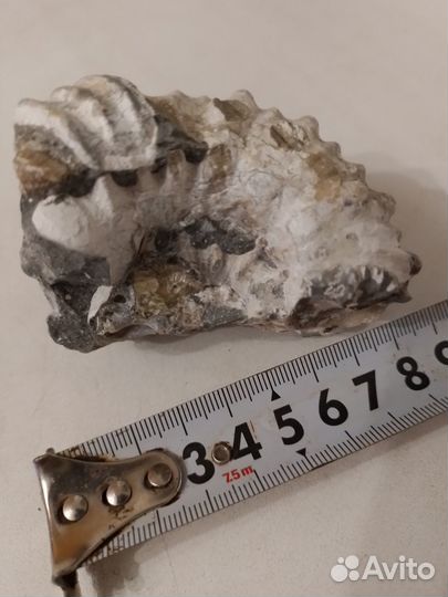 Окаменелость Аммонит Крупный С Кристаллами