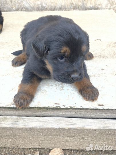 Щенята в добрые руки