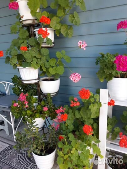 Пеларгония герань