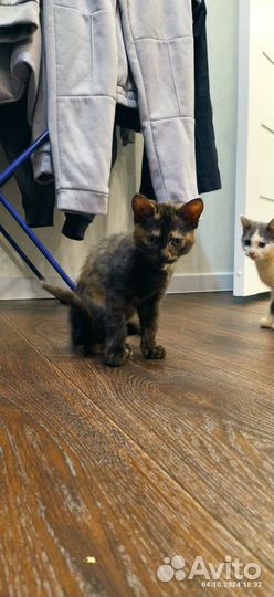 Котята девочки в добрые руки