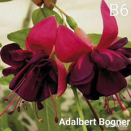 Комнатные цветы фуксия