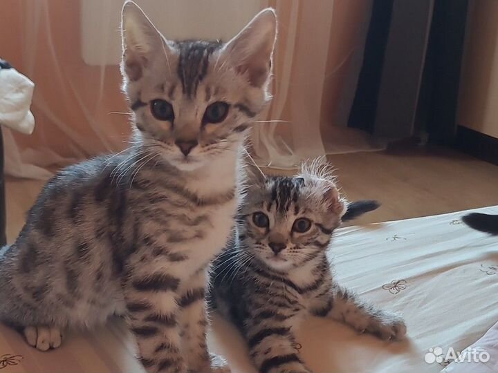 Бенгальские котята
