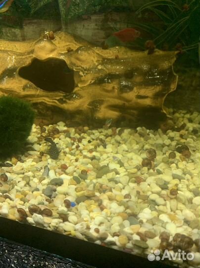 Аквариумные сомы