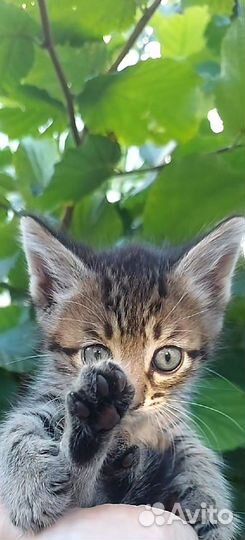 Котята