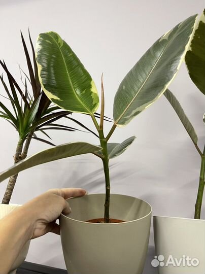 Цветы домашние в горшках