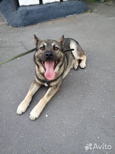 Барон ищет дом