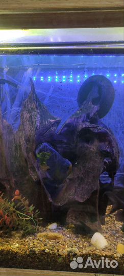 Мангры коряга