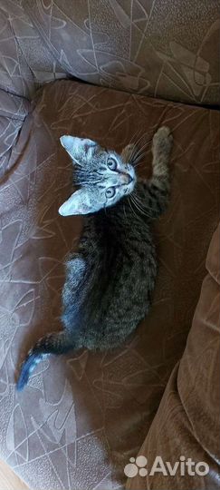 Котенок в добрые руки
