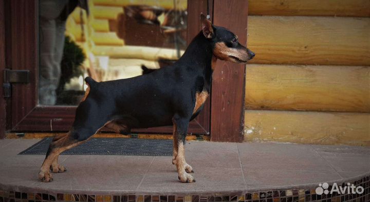 Цвергпинчер