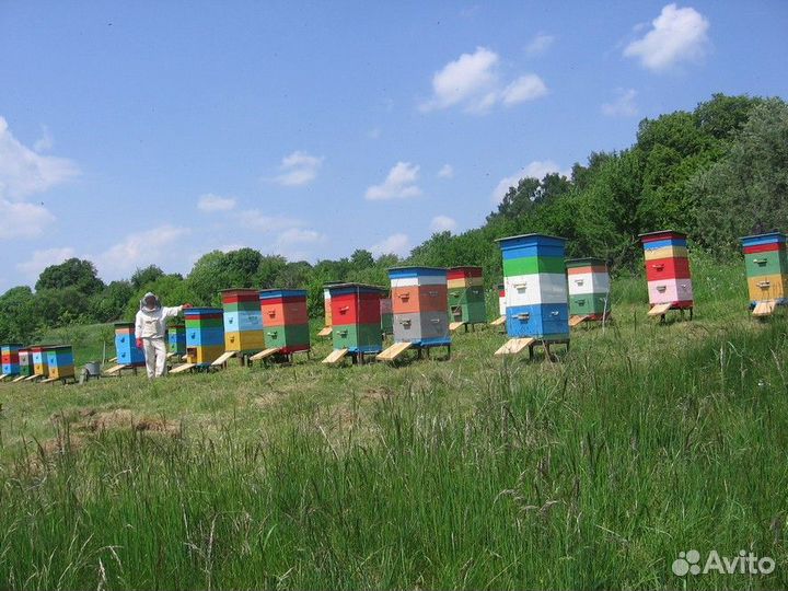 Оптом Майский свежий мед