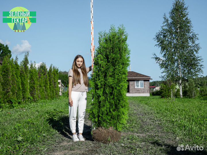 Туи колумна 200 см свежая копка 2023