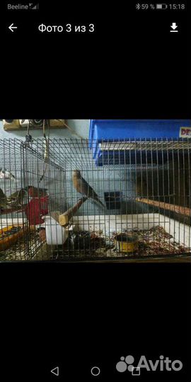 Лесная птица