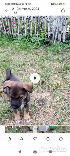 Щенки лайки