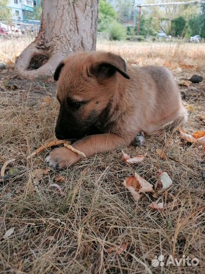 Зена королева воинов ищет человека