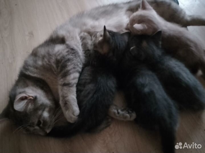 Отдаю котят Очень красивые. Им 5 недель. 2 кошки и