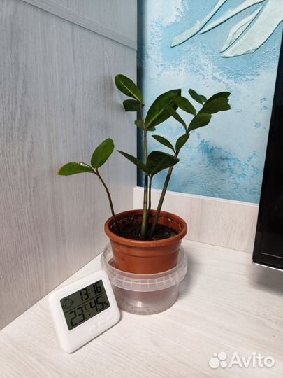 Замиокулькас