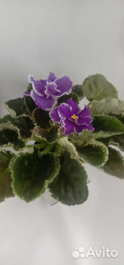 Фиалки сортовые