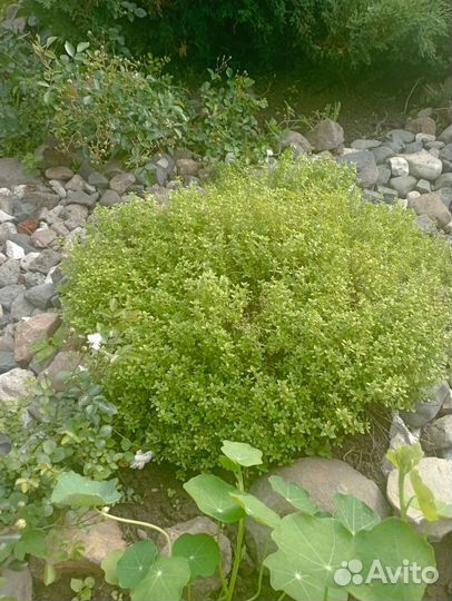 Тимьян(чабрец)