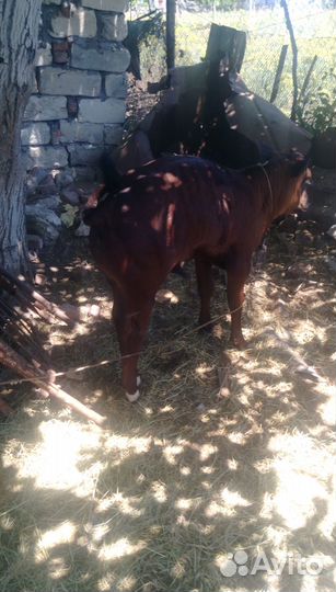 Телята бычки