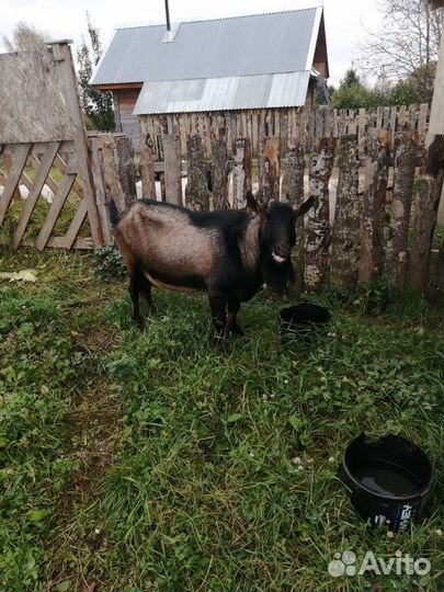 Козел альпийский вязка
