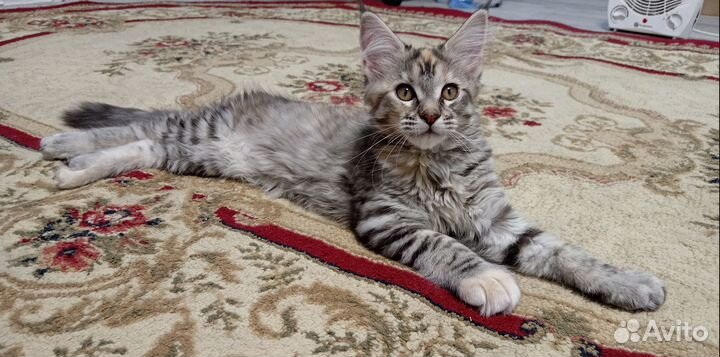 Котята мейн-кун