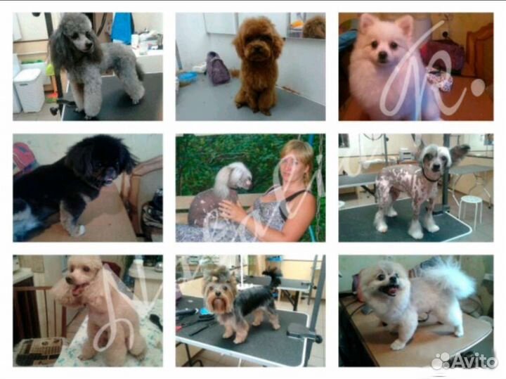 Стрижка собак с выездом на дом