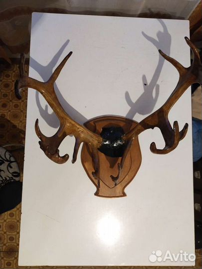 Продам рога оленя и косули на медальоне