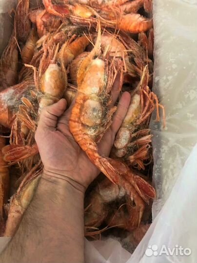 Креветка Ботан