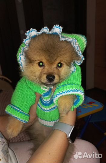 Кофточка для собачки или куклы
