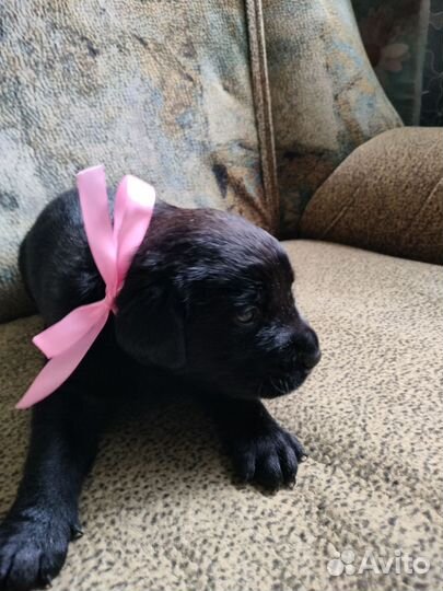 Щенки лабрадора