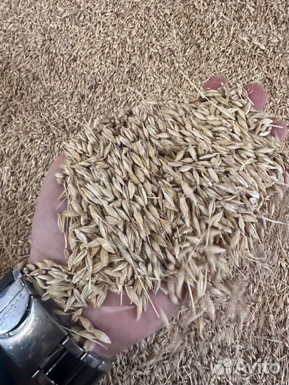 Зерно ячмень