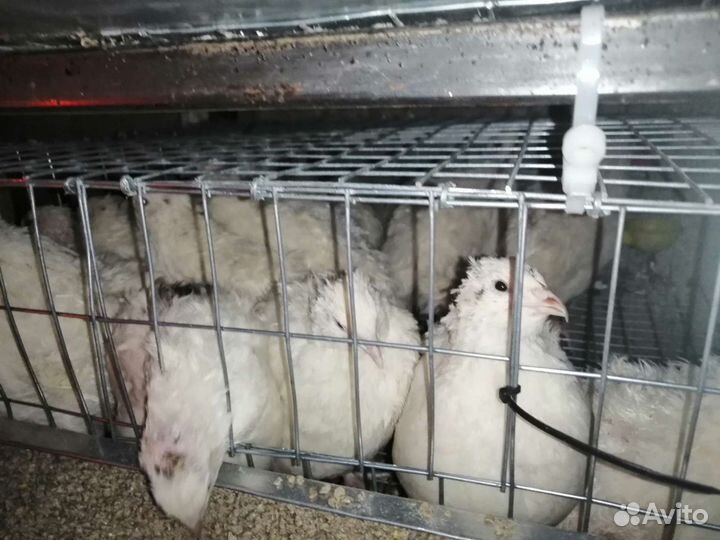 Инкубационное яйцо Перепелов Техасский