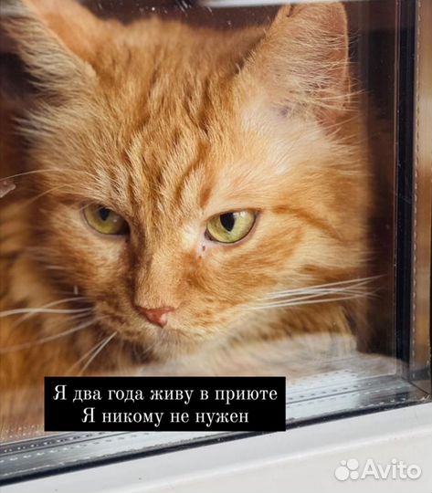 Кот Гарфилд в добрые руки