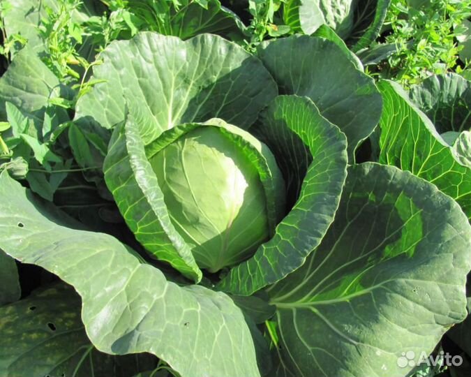 Семена Капусты 