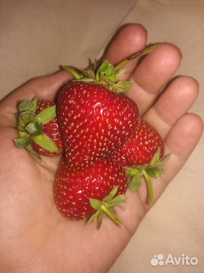 Рассада клубники